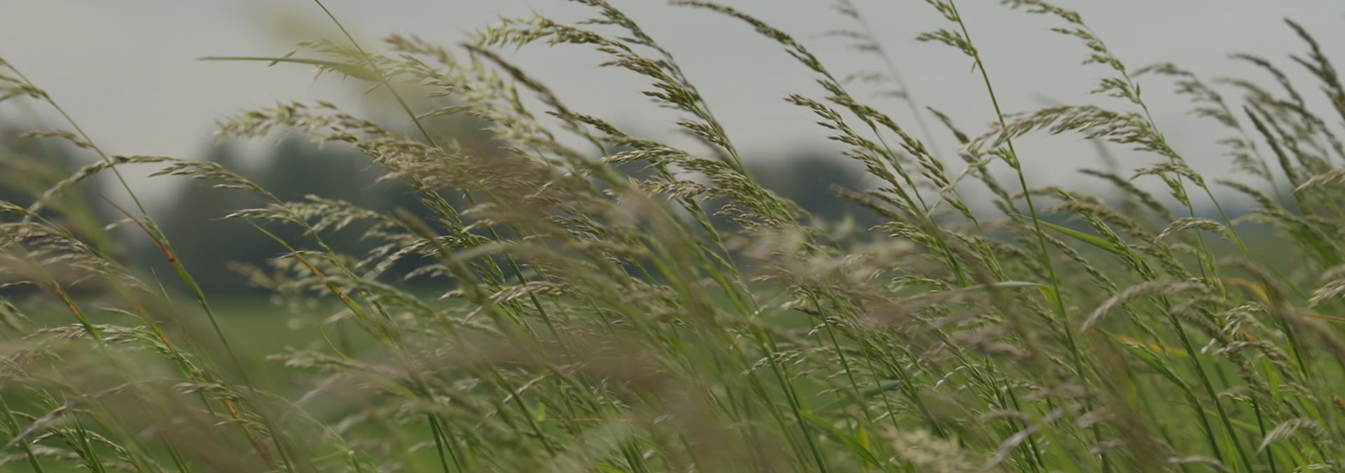 Grassen bewegen in de wind in een rustige natuurlijke omgeving.